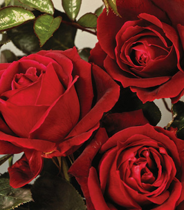 center-266x305-ST_ElegantRose